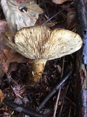 Lactarius olivaceoumbrinus