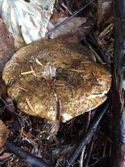 Lactarius olivaceoumbrinus