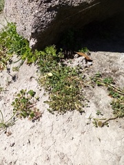 Trifolium ornithopodioides