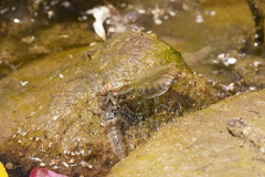 Onychogomphus costae