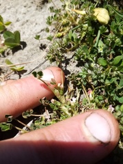 Trifolium ornithopodioides