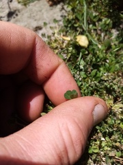 Trifolium ornithopodioides