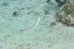 Quakerfish photo 5