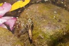 Onychogomphus costae