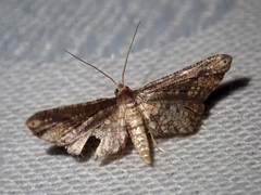 Picrostomastis inductalis