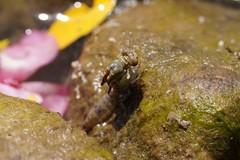 Onychogomphus costae