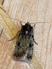 Mentaxya ignicollis