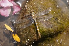 Onychogomphus costae