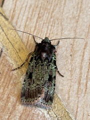 Mentaxya ignicollis
