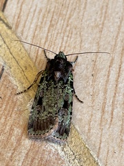 Mentaxya ignicollis
