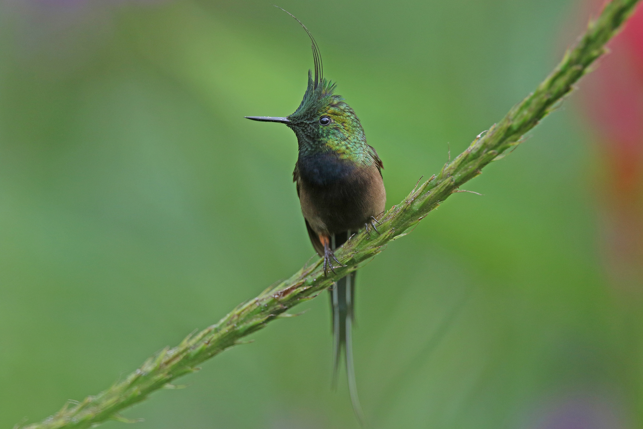 Wire-crested Thorntail illustration