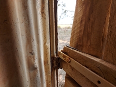 Cryptoblepharus australis