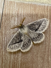Striphnopteryginae