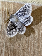 Striphnopteryginae