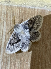 Striphnopteryginae