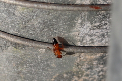 Opisthopsis
