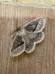 Striphnopteryginae