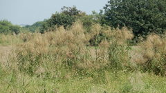 Phragmites vallatoria