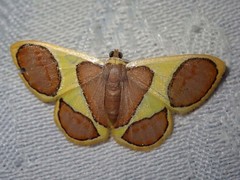 Plutodes cyclaria