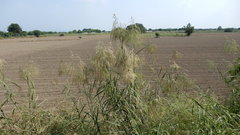 Phragmites vallatoria