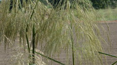 Phragmites vallatoria