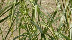 Phragmites vallatoria