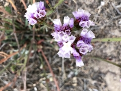 Limonium arboreum
