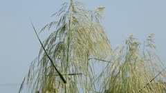 Phragmites vallatoria