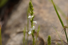 Spiranthes aestivalis