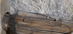 Urosaurus graciosus