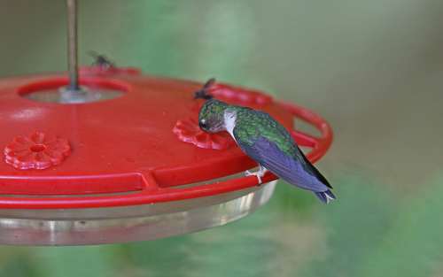 Ecuadorian Piedtail (Phlogophilus hemileucurus), photo 10