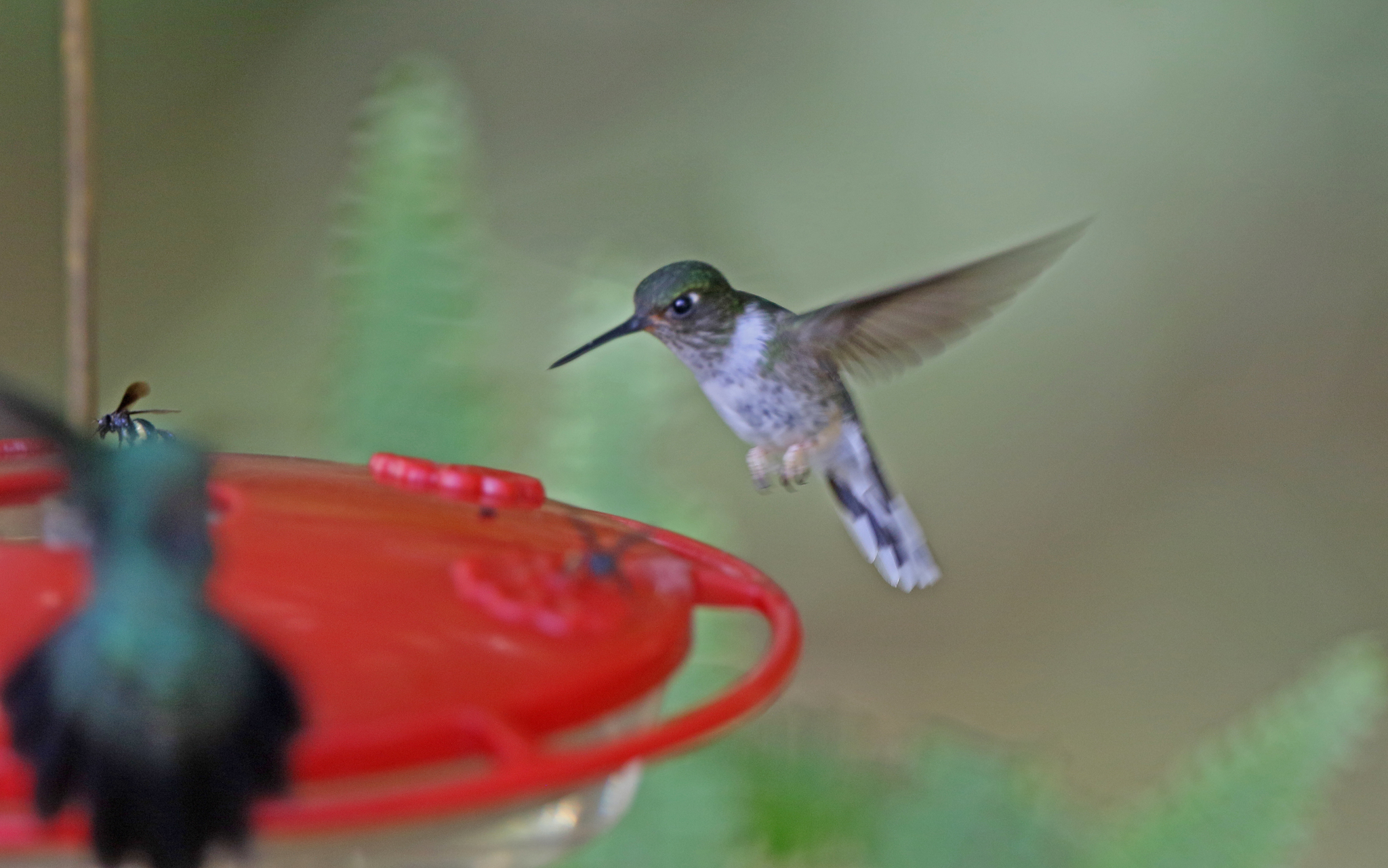 Ecuadorian Piedtail (Phlogophilus hemileucurus), photo 6