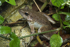 Limnonectes paramacrodon
