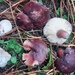 Russula torulosa - Photo (c) jelenaflg, some rights reserved (CC BY-NC)