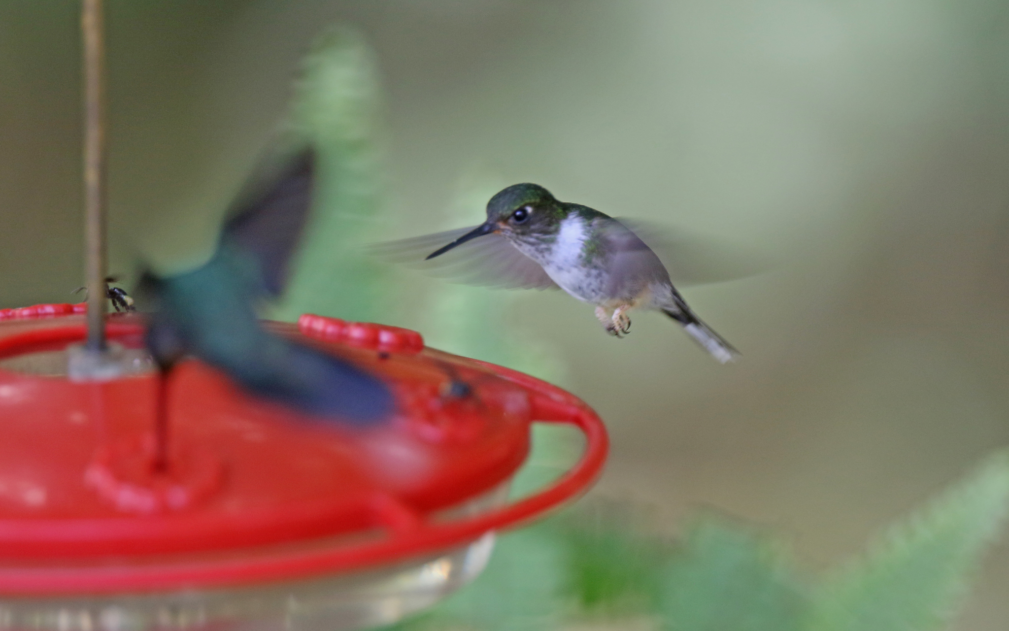 Ecuadorian Piedtail (Phlogophilus hemileucurus), photo 7