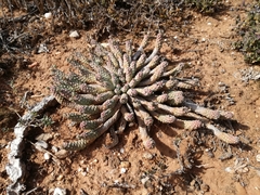 Euphorbia inermis