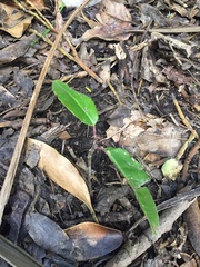 Pseudopanax arboreus