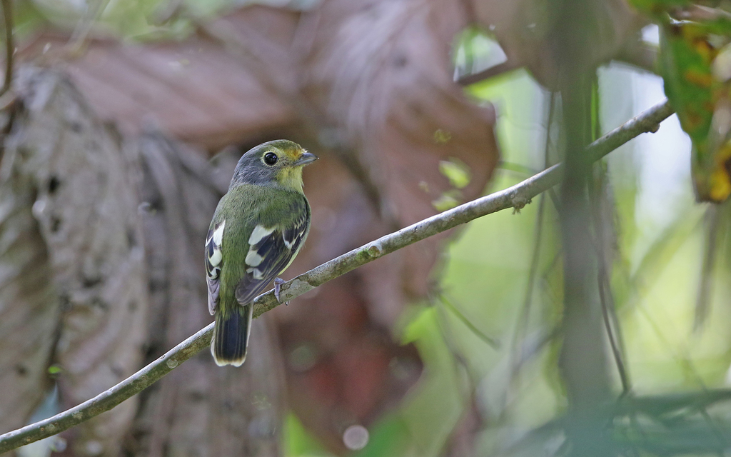 Wing-Barred Piprites