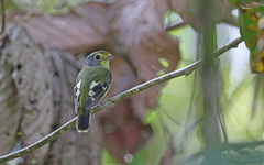 Piprites chloris