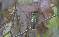 Piprites chloris