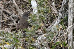 Cercotrichas coryphoeus coryphoeus