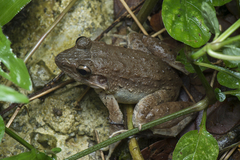 Limnonectes paramacrodon