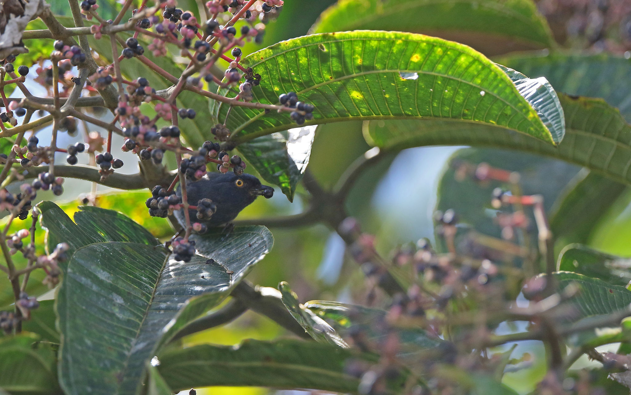Golden-eyed Flowerpiercer (Diglossa glauca), photo 7