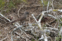 Cercotrichas coryphoeus coryphoeus