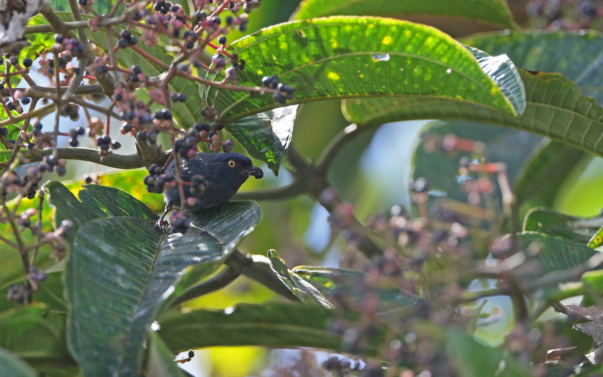 Golden-eyed Flowerpiercer (Diglossa glauca), photo 8