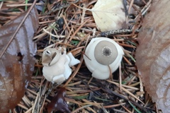 Geastrum striatum