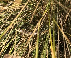 Pseudemoia rawlinsoni