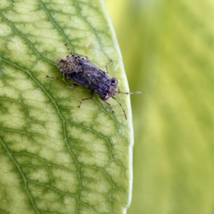 Unicageocoris griseus