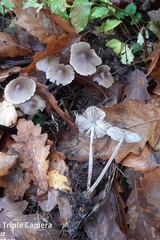 Mycena polygramma