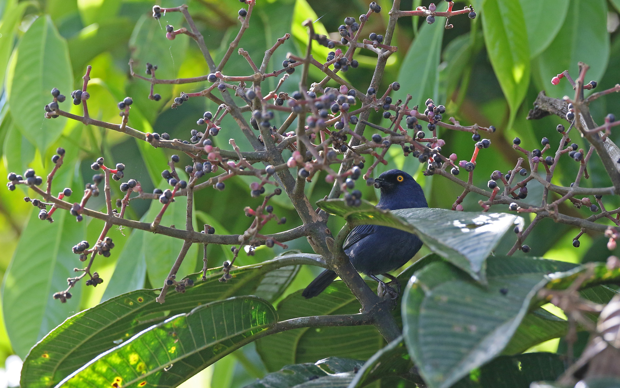 Golden-eyed Flowerpiercer (Diglossa glauca), photo 9